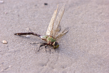 Image showing dead dragonfly