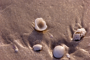 Image showing shells on beach