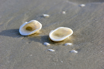 Image showing two shells on beach