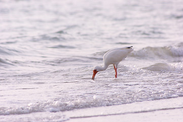 Image showing white ibis feeding