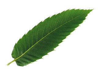 Image showing leaf