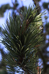 Image showing Pine needles