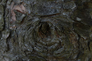 Image showing Hole in tree.