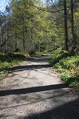 Image showing Walkway in forrest