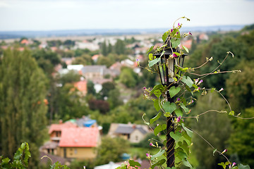 Image showing Lantern and bindwind