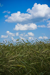 Image showing Field of wheat