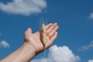 Image showing Spikelet on the palm