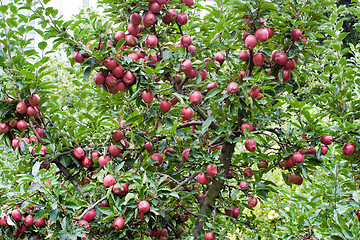 Image showing Apple-tree