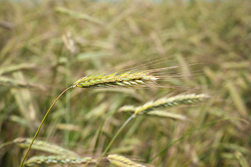 Image showing Wheat ear