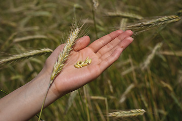 Image showing Grains of wheat