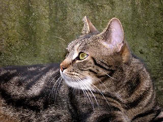 Image showing cat