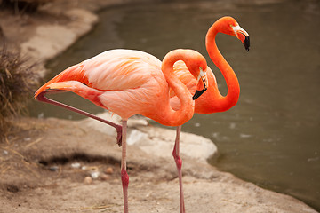 Image showing Beautiful Flamingo Couple Rest