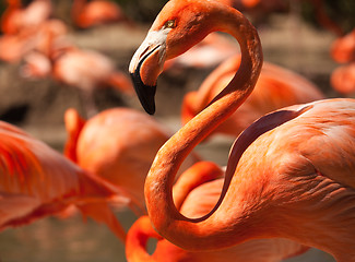 Image showing Flock of Beautiful Flamingos