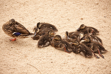 Image showing Mother Mallard Duck Rests with Ducklings