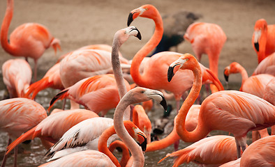 Image showing Flock of Beautiful Flamingos