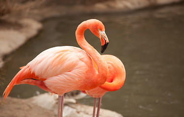 Image showing Beautiful Flamingo Couple Rest