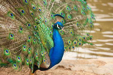 Image showing Impressive Peacock with Feathers Spread