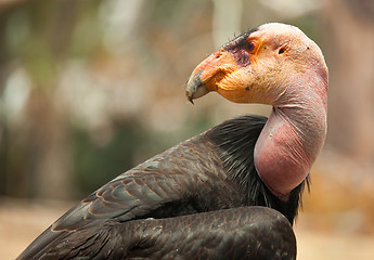 Image showing Profile of California Condor