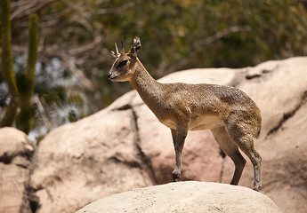 Image showing Rock-Dancing Cliff Springer, Klipspringer