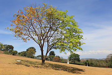 Image showing Bicolor tree on serene cemetery