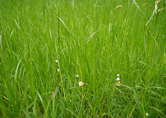 Image showing Grass meadow