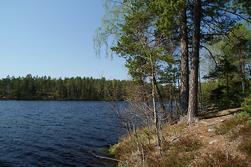 Image showing Lake With Pine Trees
