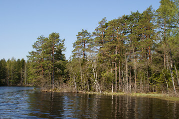 Image showing Pine Lake in the Spring