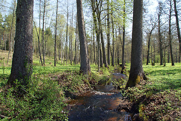 Image showing Green Brook Between Trees