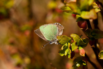 Image showing green butterfly