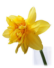 Image showing Yellow Narcissus