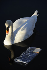 Image showing A Troubeled Swan