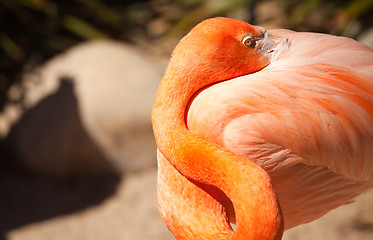 Image showing Beautiful Flamingo Rests
