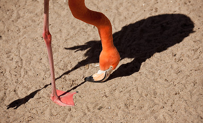 Image showing Beautiful Flamingo Abstract