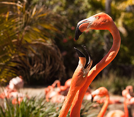 Image showing Beautiful Flamingos Mating Ritual