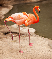 Image showing Beautiful Flamingo Couple Rest