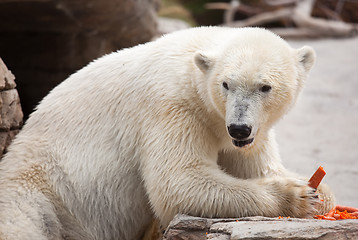 Image showing Majestic Polar Bear Eating Carrots