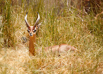 Image showing Beautiful Resting Gazelle