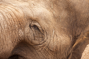 Image showing Majestic Elephant Eye Close-Up