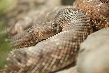 Image showing Resting Western Diamondback Rattlesnake