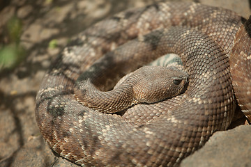 Image showing Resting Western Diamondback Rattlesnake