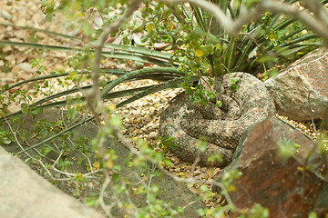 Image showing Resting Western Diamondback Rattlesnake