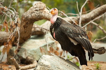 Image showing The Endangered California Condor