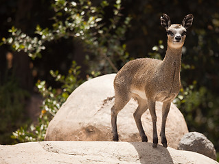 Image showing Rock-Dancing Cliff Springer, Klipspringer