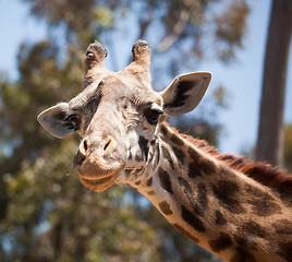 Image showing Close-up of Giraffe Head