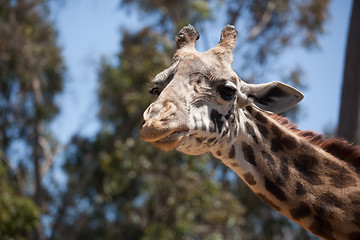 Image showing Close-up of Giraffe Head