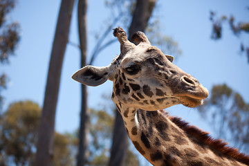 Image showing Close-up of Giraffe Head