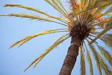 Image showing Palm Tree Against the Blue Sky