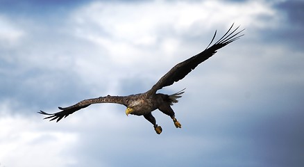Image showing Norwegian eagle