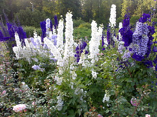 Image showing Delphiniums