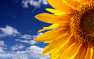 Image showing Sunflower